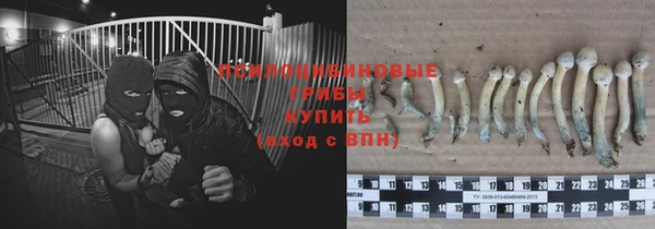 стаф Тавда